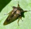 Centrotus cornutus